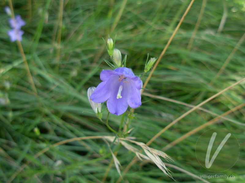 Rundblättrige Glockenblume: Übersicht
